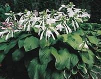 Hosta plantaginea (Photo from GardensPlus.ca)