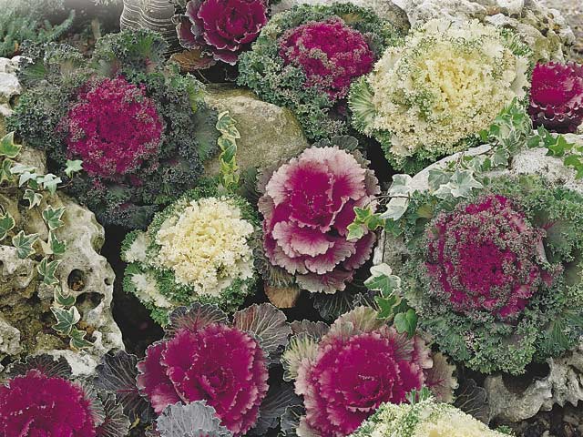 Ornamental cabbages (Photo from McKenzie Seeds)