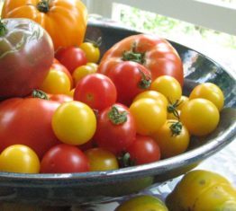 As temperatures drop, tomatoes need extra care (Garden Making photo)