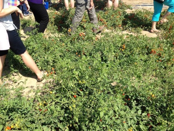 Walking through the masses of tomatoes in Stokes Seeds' trial gardens.