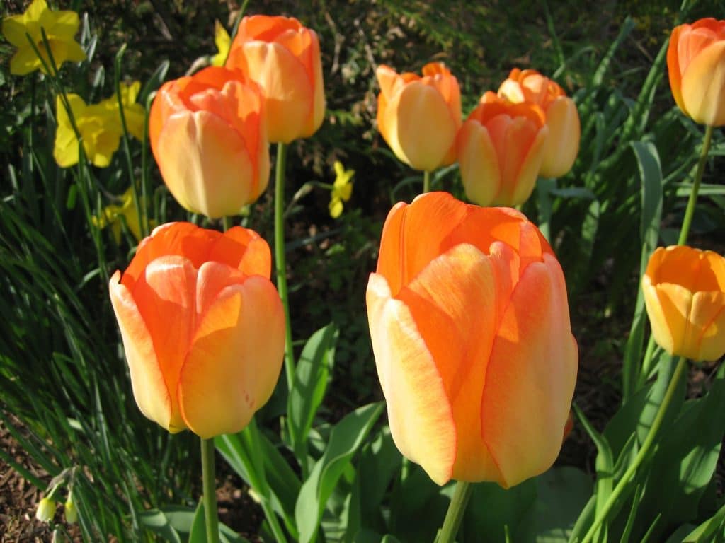 'Daydream' Darwin tulip (Garden Making photo)