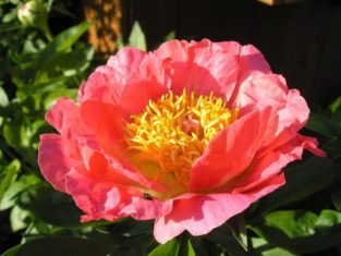 'Coral and Gold' peony. (Photo courtesy of Blossom Hill Nursery.)