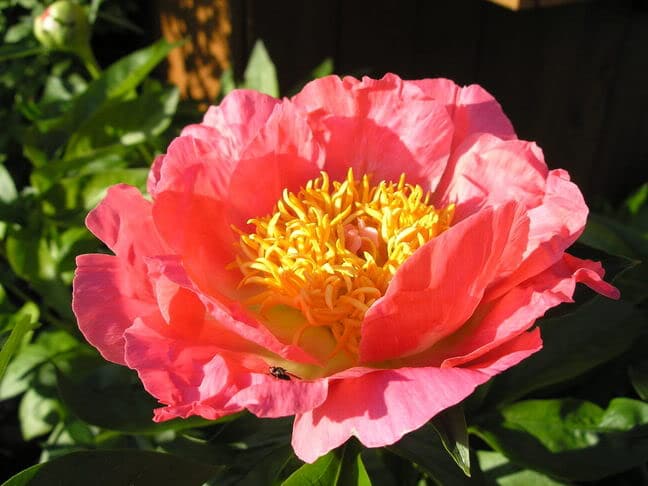 'Coral and Gold' peony. (Photo courtesy of Blossom Hill Nursery.)