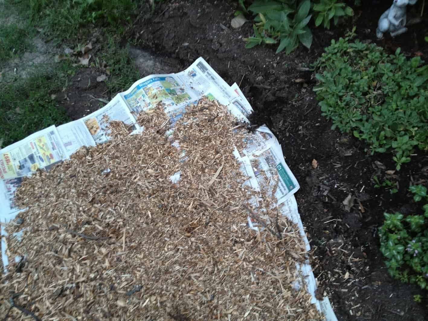 Newspaper laid under the mulch will help prevent weeds from sprouting in the front path at Jason’s and Heather’s garden.