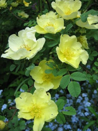 ‘Canary Bird’ rose blooms in early May. (Photo by Brendan Zwelling)