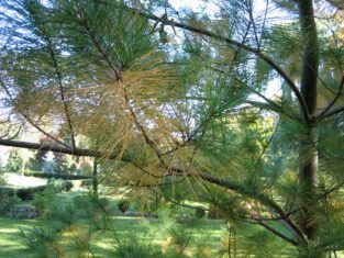 An example of conifer needle drop on white pine. (Garden Making photo)