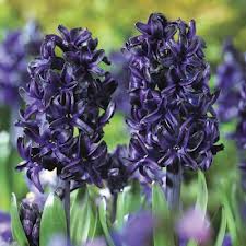 ‘Dark Dimension’ hyacinth could bring some drama to your garden. Photo from Veseys.