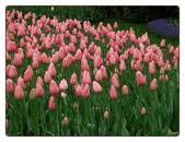 ‘Menton’ tulips are a favourite of Caroline's. Photo from Flower Bulbs R Us.