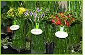 The pickOntario labels let you know what flowers have come from Ontario growers. (Photo from pickOntario.)