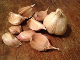'Candy' garlic that I'm hoping to harvest in my own garden late next summer.