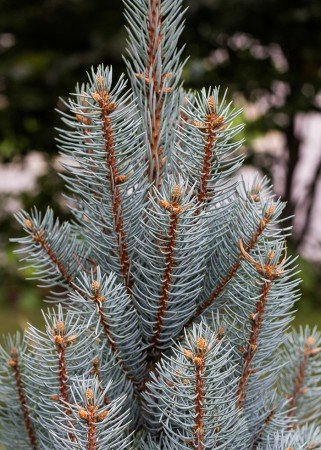 Dwarf conifers such as a columnar blue spruce offer multi-season interest. (Photo by Brendan Adam-Zwelling)