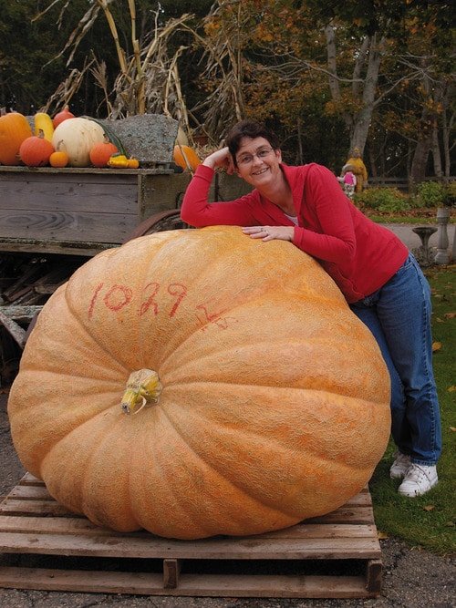 Alluring photo of an ‘Atlantic Giant’ pumpkin grown from seed (Photo from Veseys.com)