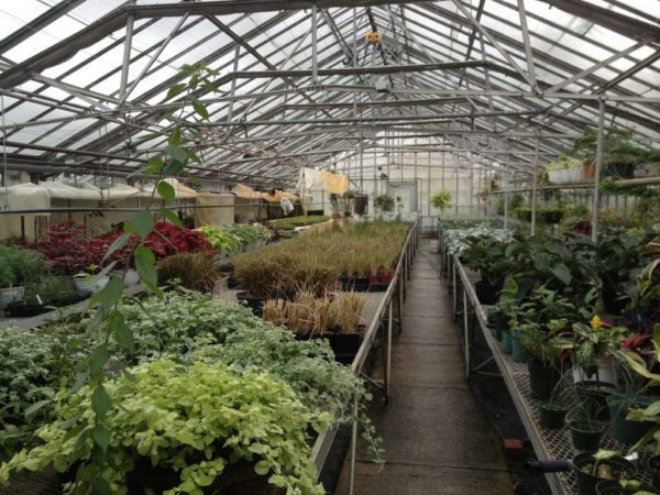 One of many greenhouses at Centennial Park in Toronto, devoted to growing plants that will be distributed in the gardens and containers across the city.