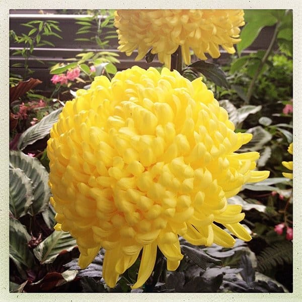 This 'Golden Gate' mum was my favourite at the show because of its rich colour and flawless petals. The mums were trained on stakes to stand tall, and side flowers were cut away so one bloom could grow to this large size.