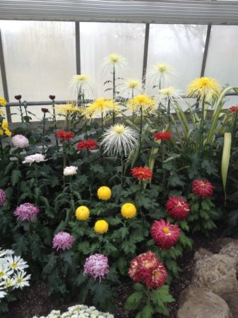 It was eye-opening for a new gardener like myself to see the many varieties of mums on display at the show.