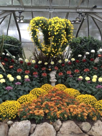 A display of different mums at the Centennial Park Conservatory