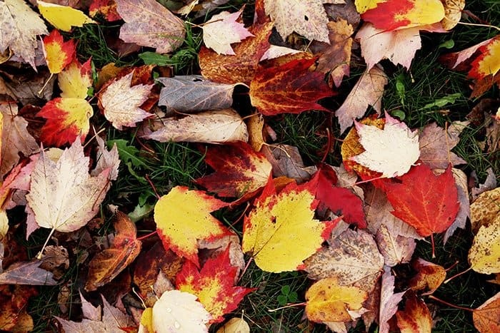 Gather fallen leaves to make leaf mould: your soil will thank you.