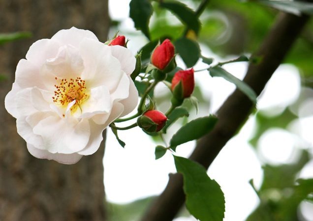 'Clair Matin' climbing rose (Photo by Brendan Adam-Zwelling)