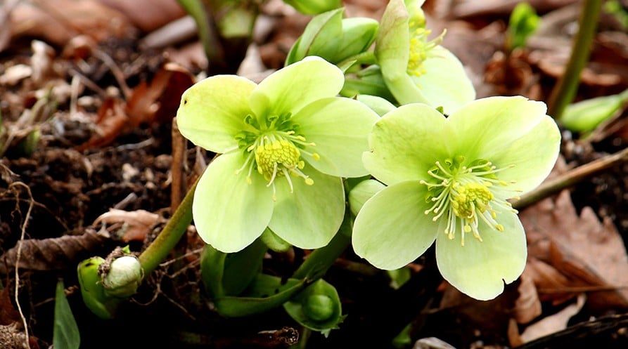 The easiest way to add more hellebores to your garden is to let mature plants self-seed. (Photo by Brendan Adam-Zwelling)