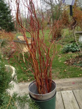 Curly red dogwood