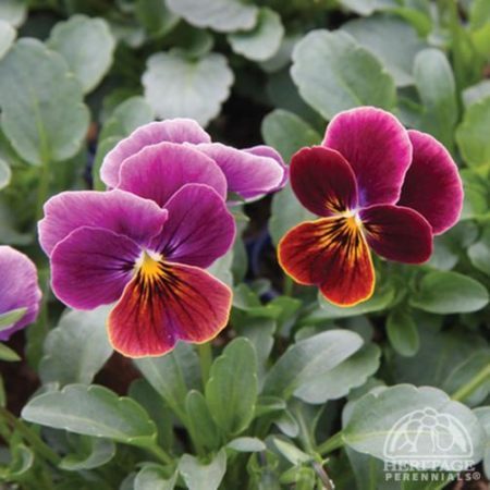 Violas (Photo from perennials.com)