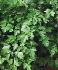 ‘Gigante Italian’ parsley (Photo from Stokes Seeds)
