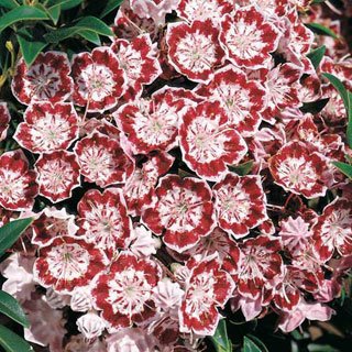 ‘Minuet’ mountain laurel (Photo from Park Seed)