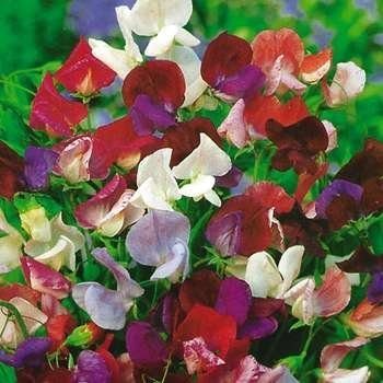 ‘Old Spice’ sweet peas (Photo from Veseys.com)