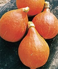 ‘Mini Orange’ Hubbard squash (Photo from Stokes Seeds)
