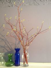 A vase with dogwood branches blooming indoors.
