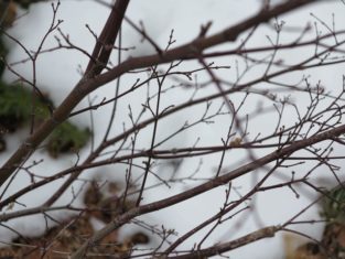 Buds on a Japanese maple (Garden Making photo)