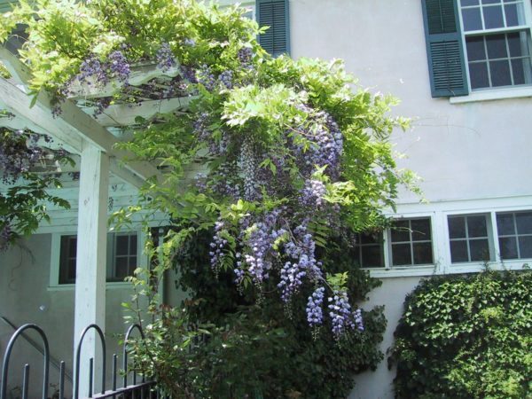 Wisteria in full sun needs to be pruned twice a year. (Garden Making photo)