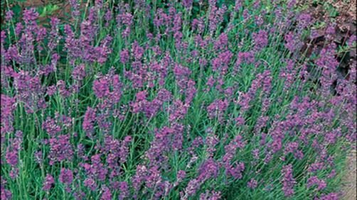 Twickel Purple’ lavender