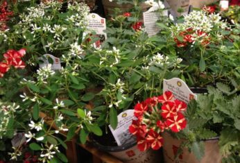 Euphorbia Star Dust Super Flash and Voodoo Star Red verbena are bright, cheerful options for containers this year.