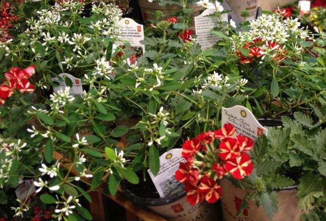 Euphorbia Star Dust Super Flash and Voodoo Star Red verbena are bright, cheerful options for containers this year.