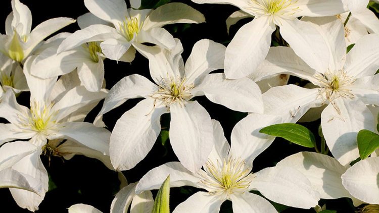 Clematis Marie-Boisselot (Photo by Brendan Zwelling)