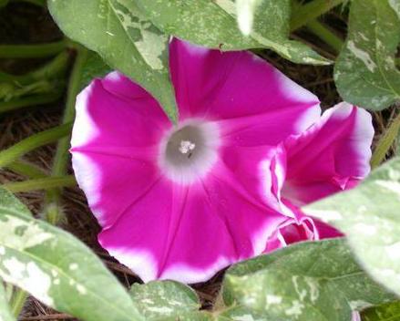A Japanese morning glory (Photo by Dave Whitinger at All Things Plants via Wikimedia Commons)