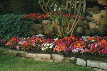 Fortunately, New Guinea impatiens is resistant to downy mildew.  (Photo from Veseys.com)