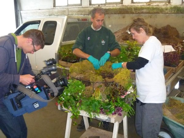 A local CTV crew films Dave Sledzinski showing Lorraine how to prepare a moss basket at Butchart Gardens.