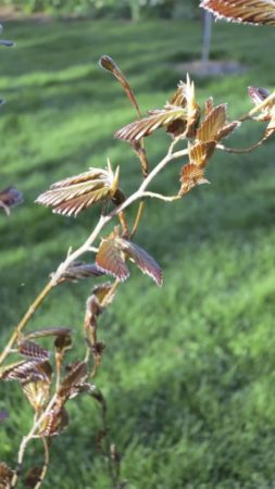 Beech leaves unfurling in spring (Garden Making photo)