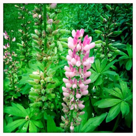 Lupines like acidic soil and lots of drainage, so heavy clay soil just won’t do. These lupines are happily growing in hard-packed gravel.