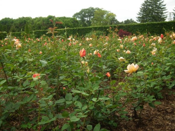 The rose garden at Niagara Parks Botanical Gardens