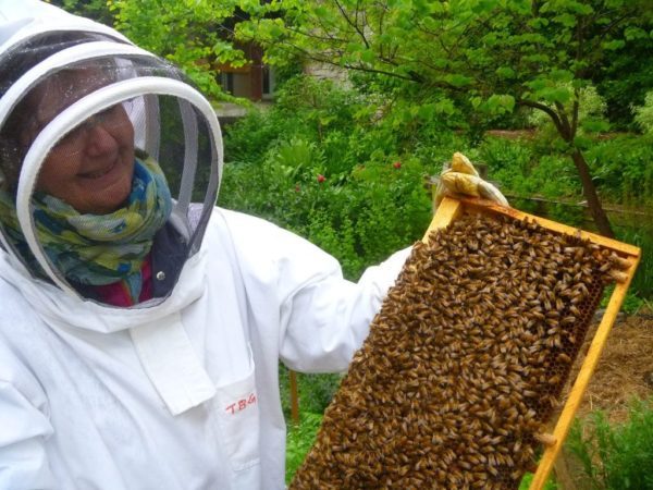Lorraine Flanigan bravely handles a tray of bees.