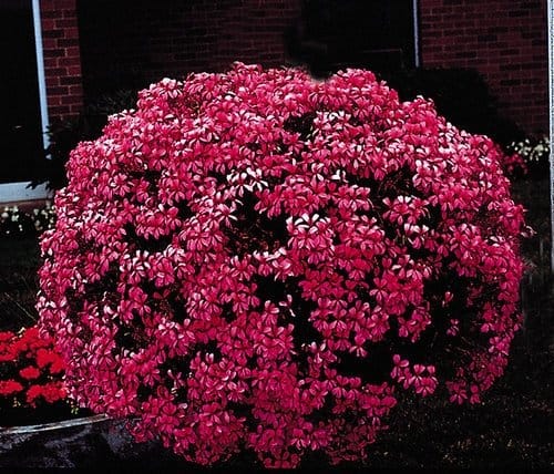 Mini Cascade Pink ivy geranium. (Photo from Veseys.com)