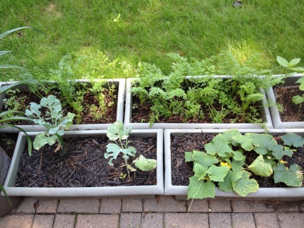 Big, deep window boxes hold 'Romeo' and 'Babette' baby carrots, cucumbers, broccoli, zinnias and edamame.
