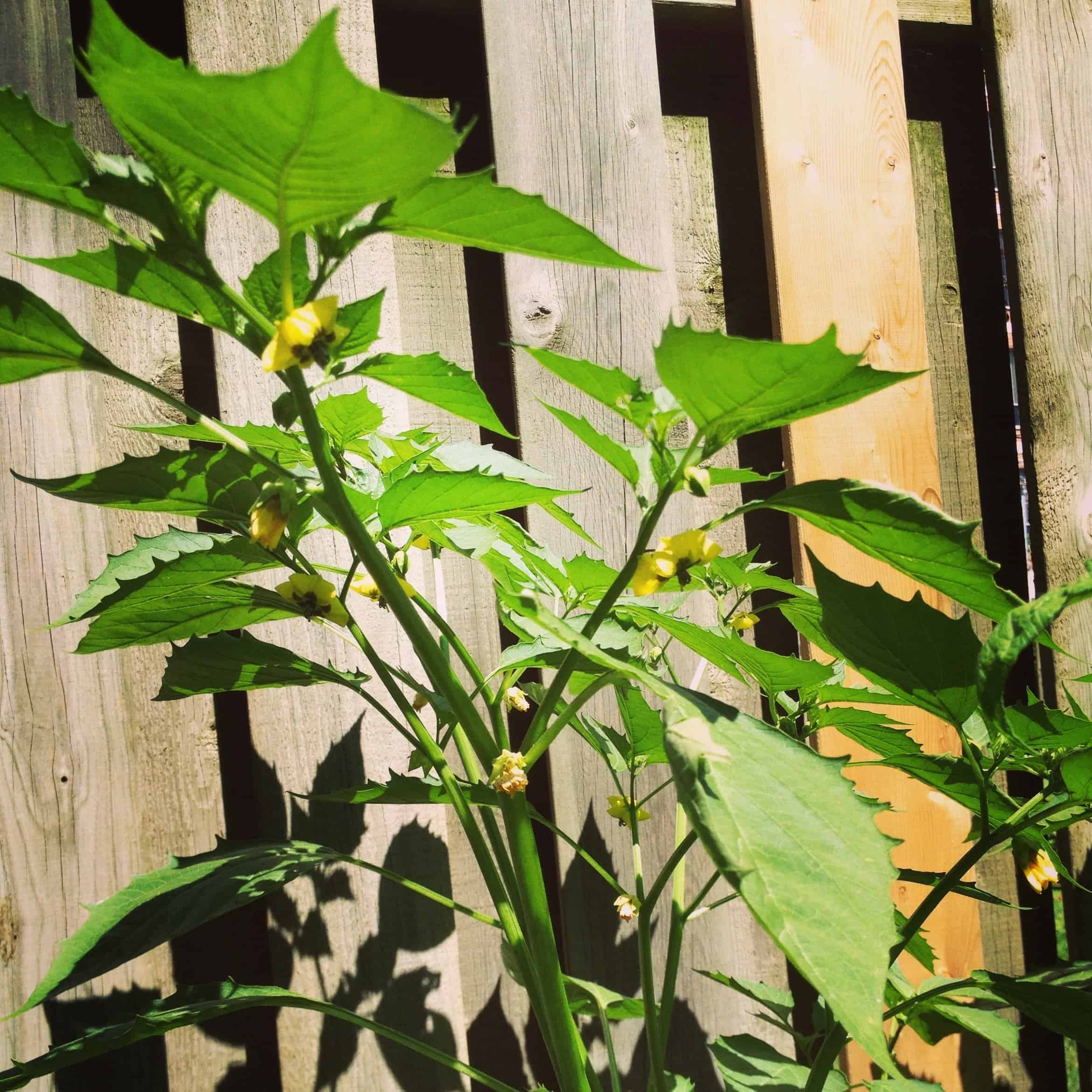 Despite being planted next to the unruly tomatoes, my tomatillo plant is tall and healthy, with lots of blooms.