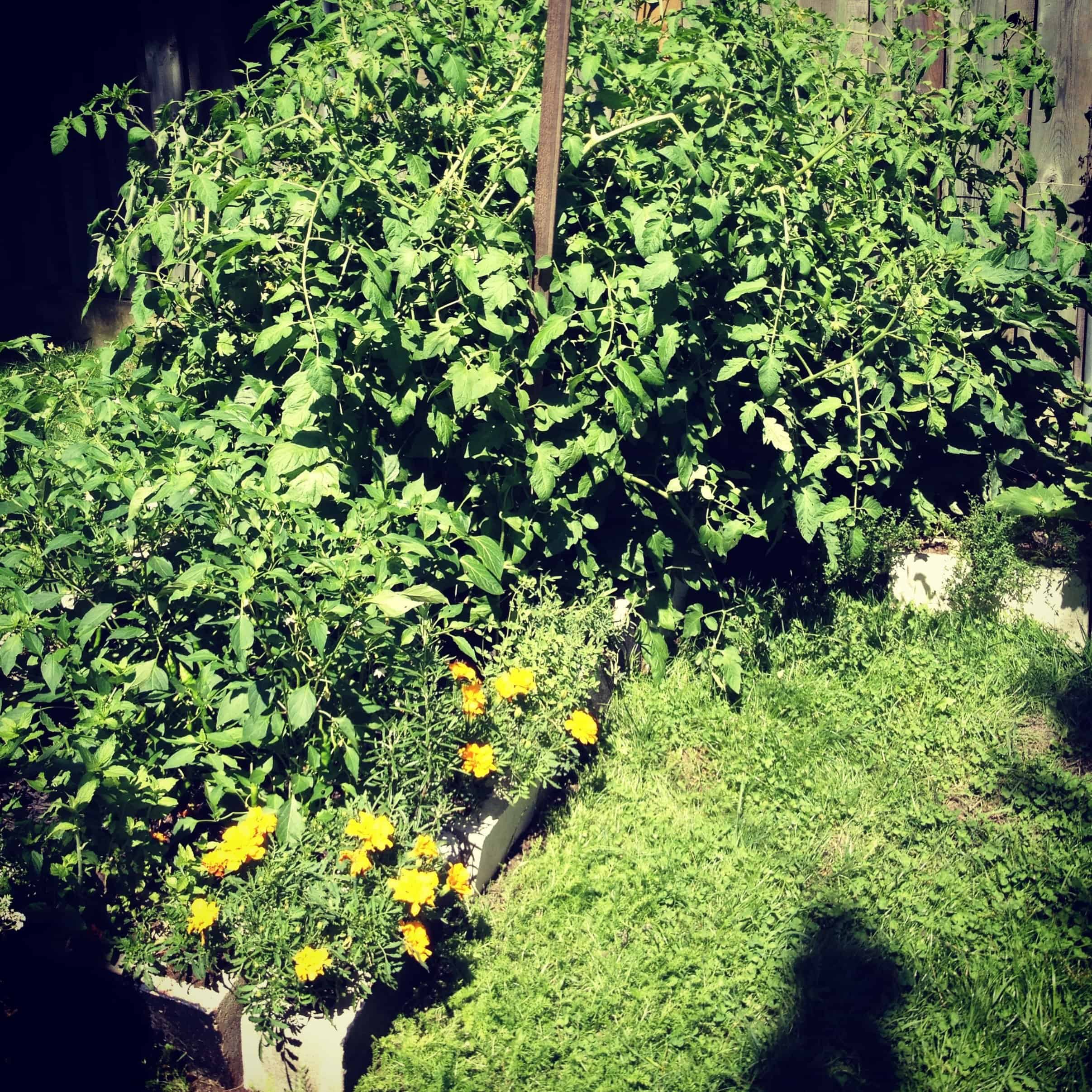 The tomato cages and stakes just didn't cut it, and now a big wooden stick is trying to hold mo monster tomatoes back from the peppers in front. Marigolds and sage are hiding in the cinder blocks under my tomato monster, and I think they'll have to accept that their "time in the sun" has passed. That corner will never see sun again.