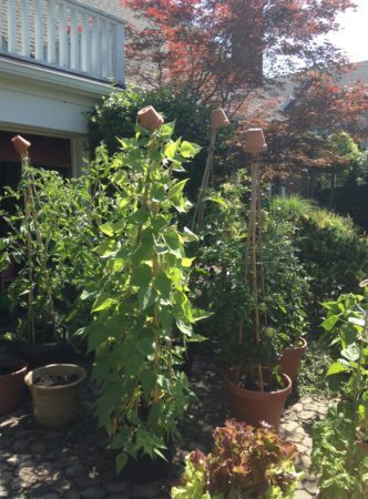 Liz grows tomatoes, beans and lettuce in pots on her front driveway, where there is lots of sun and heat reflected from the concrete. The little terracotta pots on top of the bamboo stakes are decorative, and help keep the containers looking good to passersby on the road.