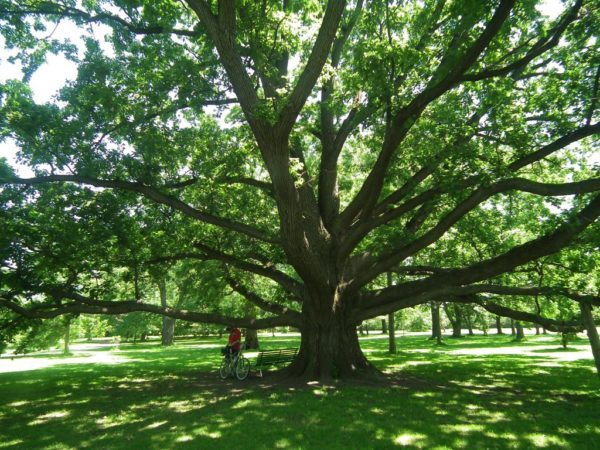 Many of the trees in the Dominion Arboretum were planted in the early 20th century.
