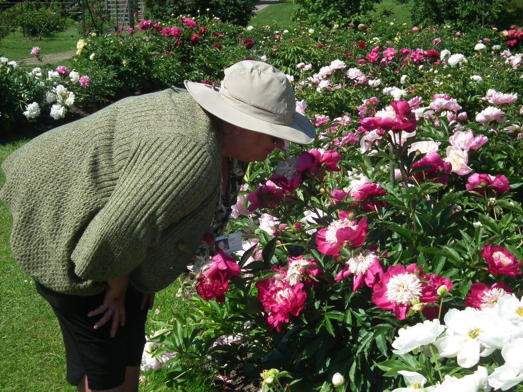 Lead gardener Sharon Saunders takes a break from her busy day to admire the peony beds.